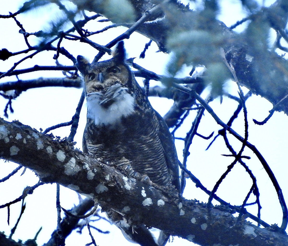 Great Horned Owl - ML632550904