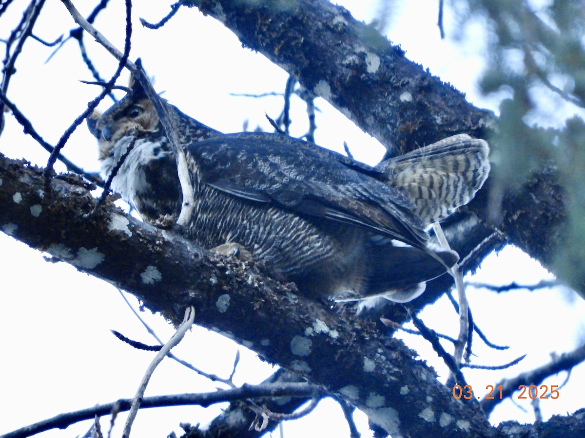 Great Horned Owl - ML632550905