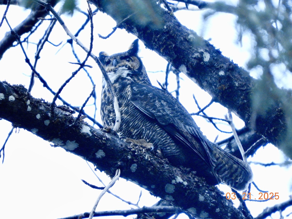 Great Horned Owl - ML632550906