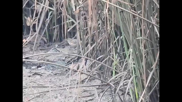 Pallas's Grasshopper Warbler - ML632550952