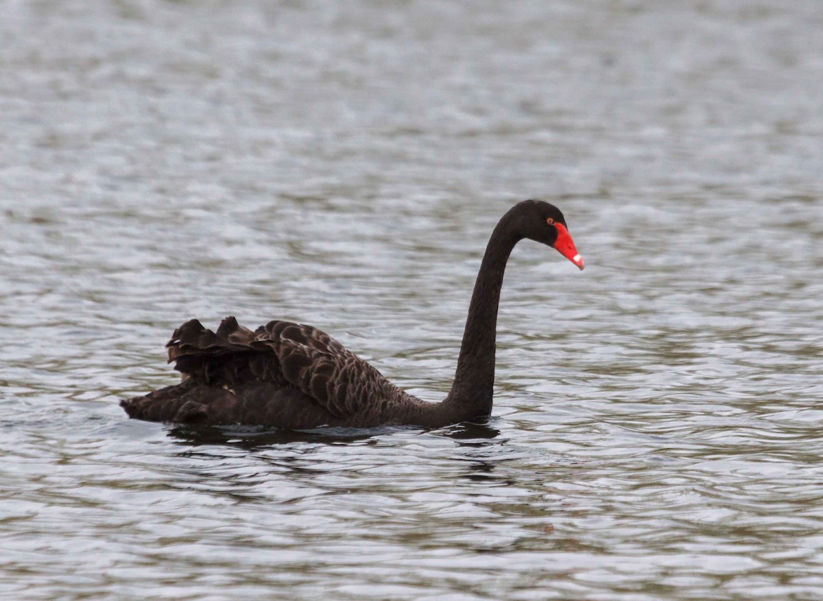 Black Swan - ML632551014