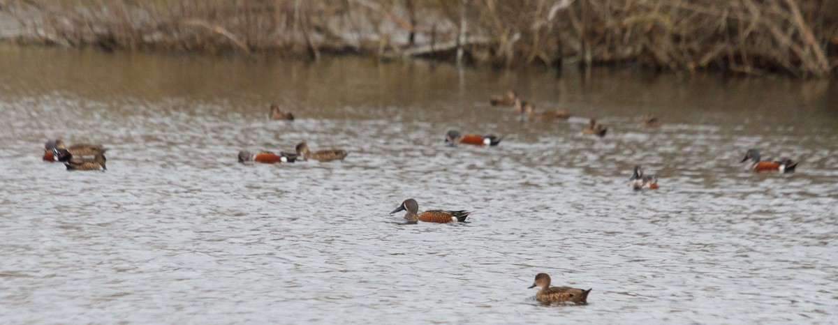 Australasian Shoveler - ML632551041