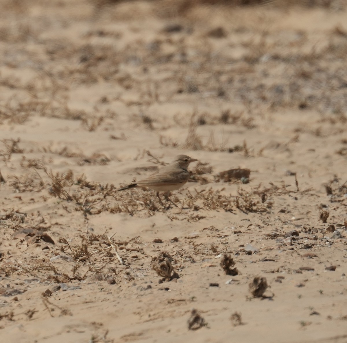 Allodola del deserto minore - ML632551088