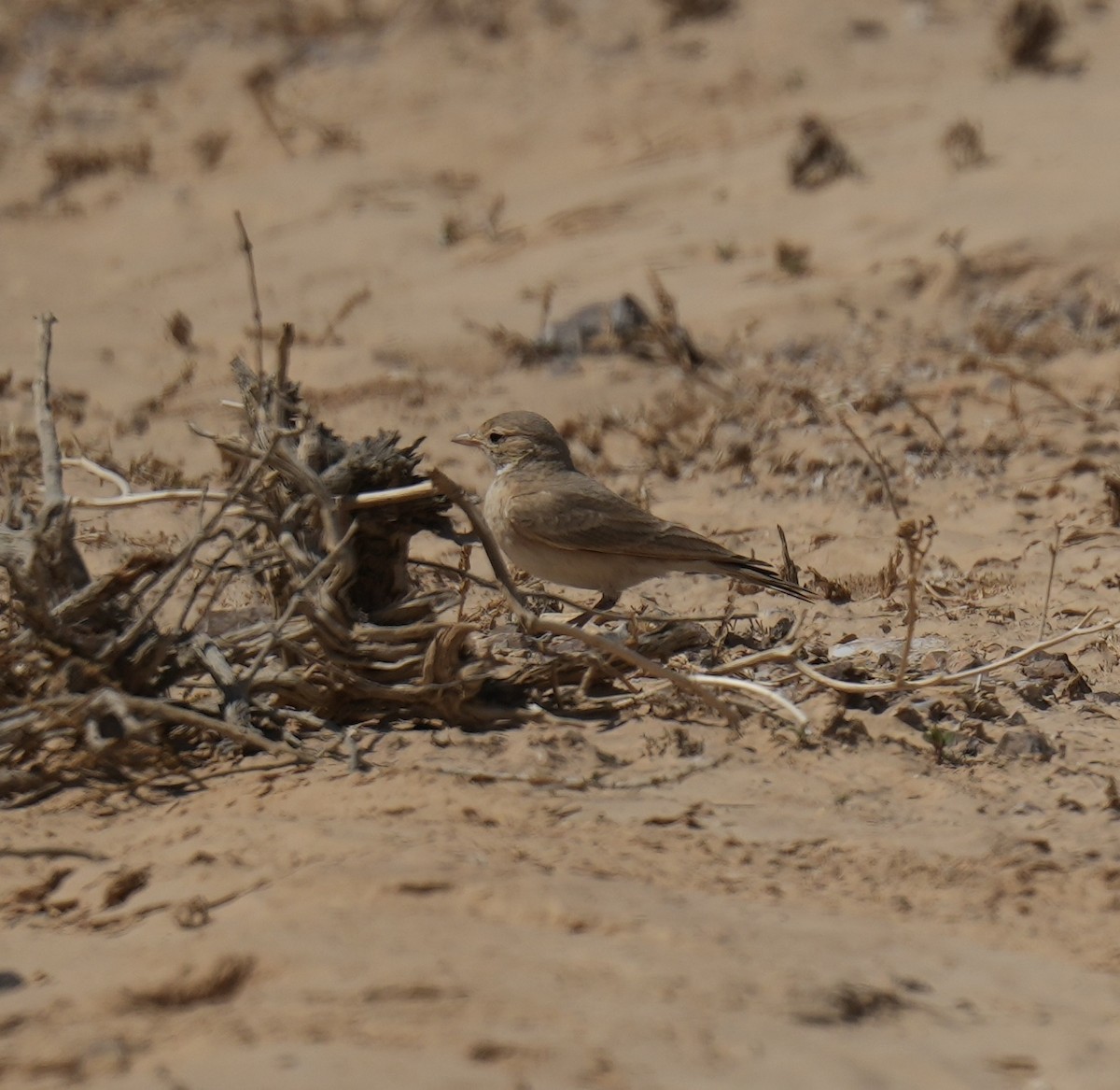 Allodola del deserto minore - ML632551089