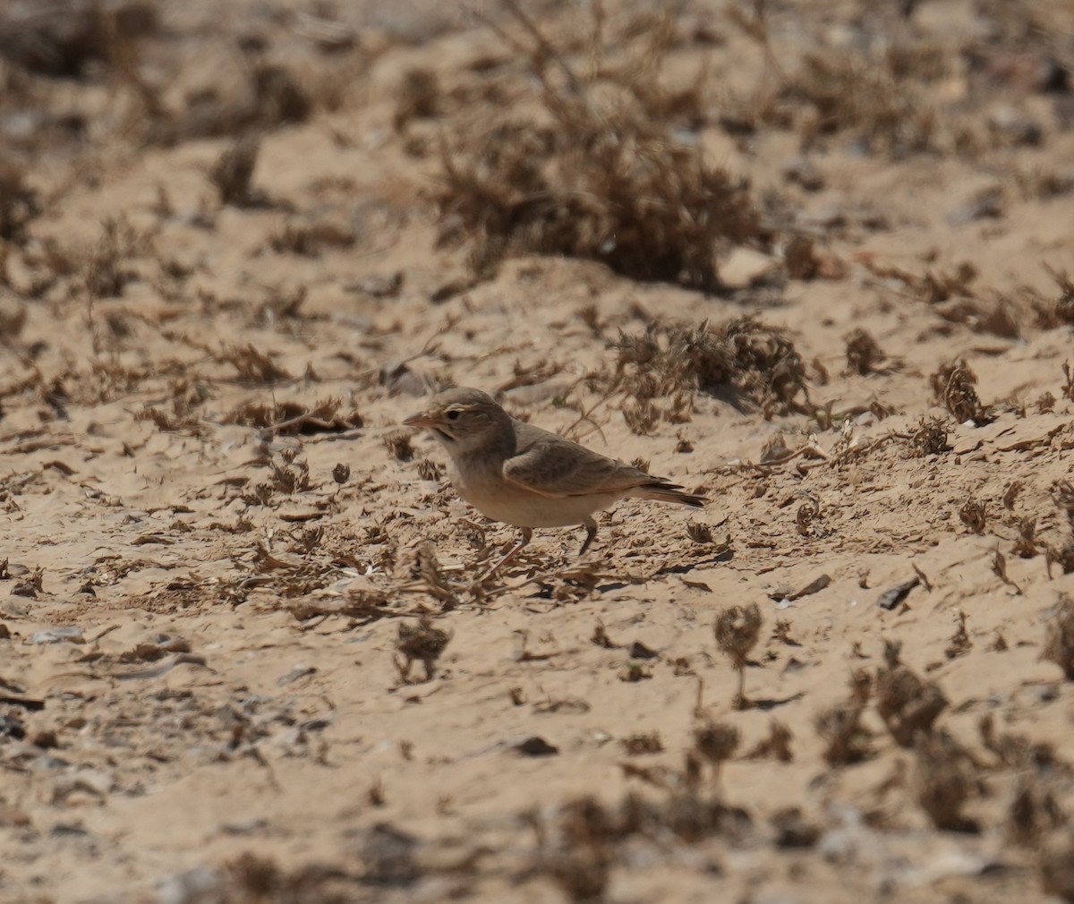 Allodola del deserto minore - ML632551090