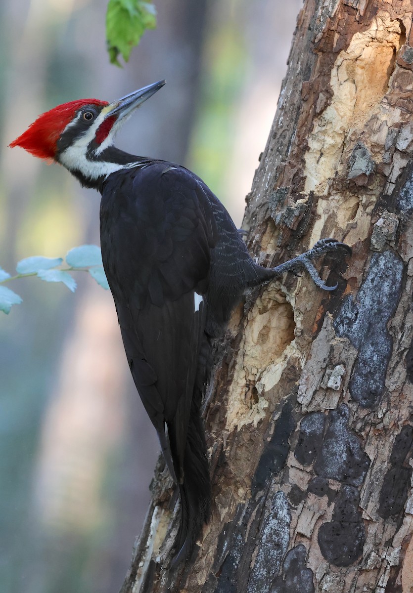 Pileated Woodpecker - ML632551303