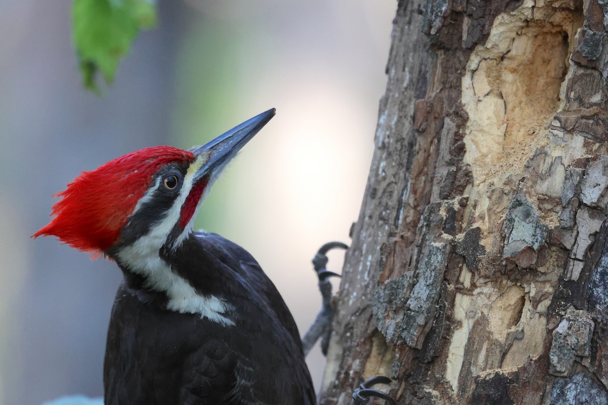 Pileated Woodpecker - ML632551304