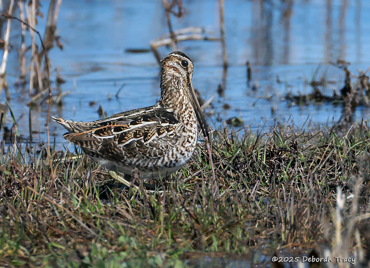 Wilson's Snipe - ML632551379