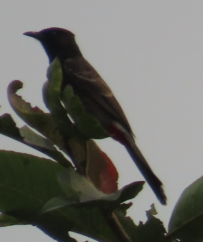 Bulbul Cafre - ML632551408