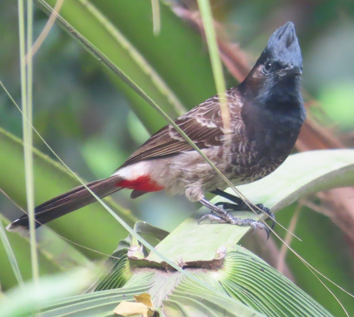 Bulbul Cafre - ML632551409