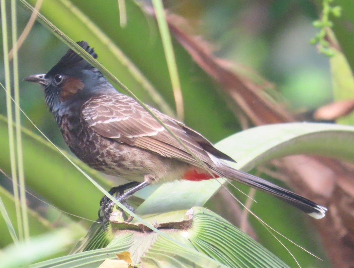 Bulbul Cafre - ML632551410