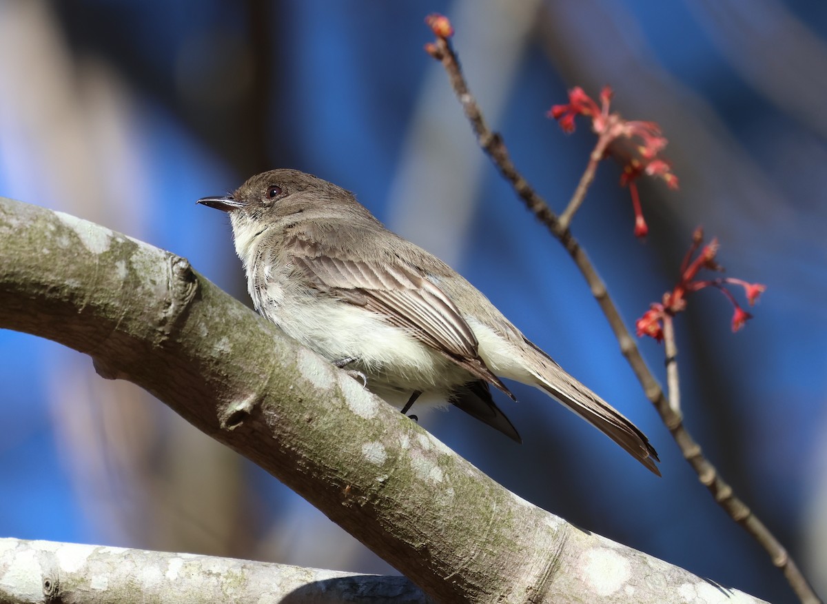 Eastern Phoebe - ML632551481