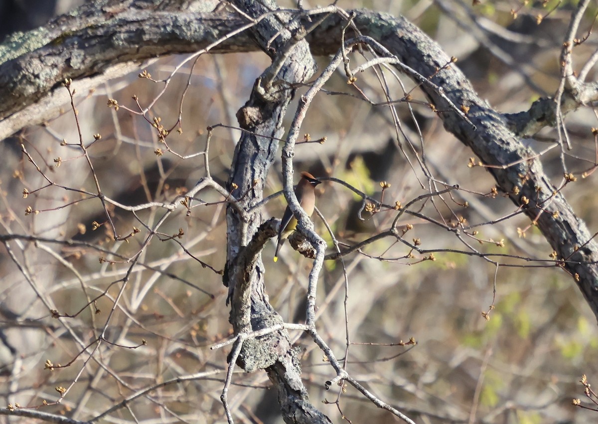 Cedar Waxwing - ML632551535