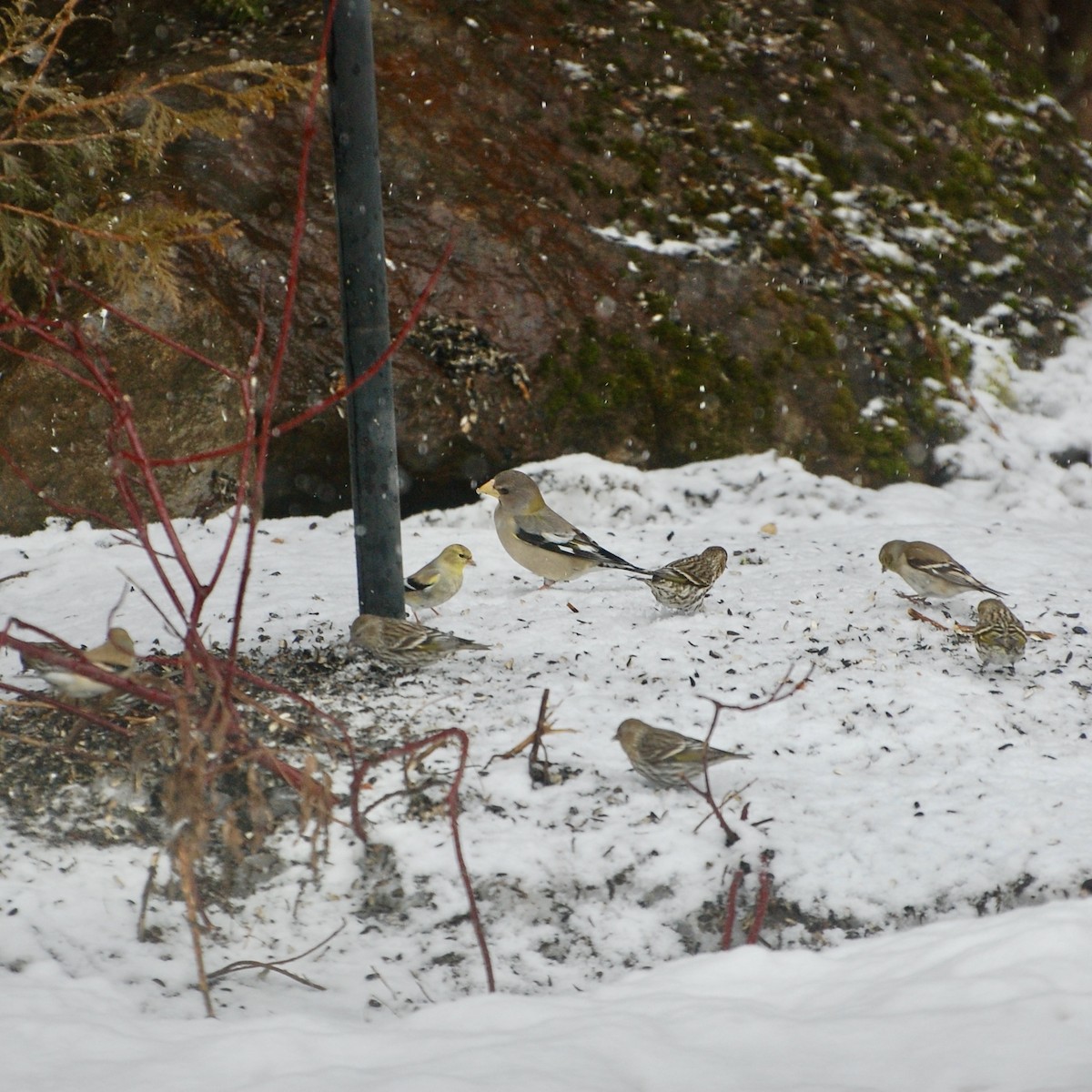 Evening Grosbeak - ML632551555
