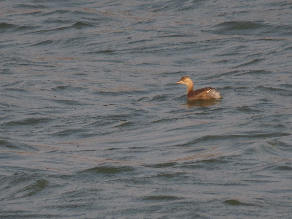 Little Grebe - ML632551572