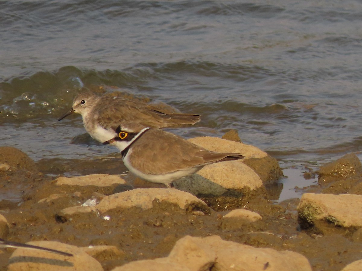 Little Ringed Plover - ML632551612