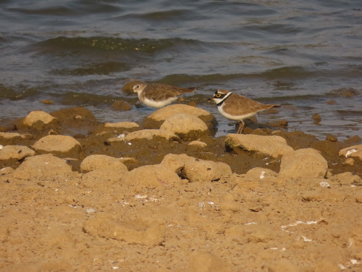 Little Ringed Plover - ML632551614
