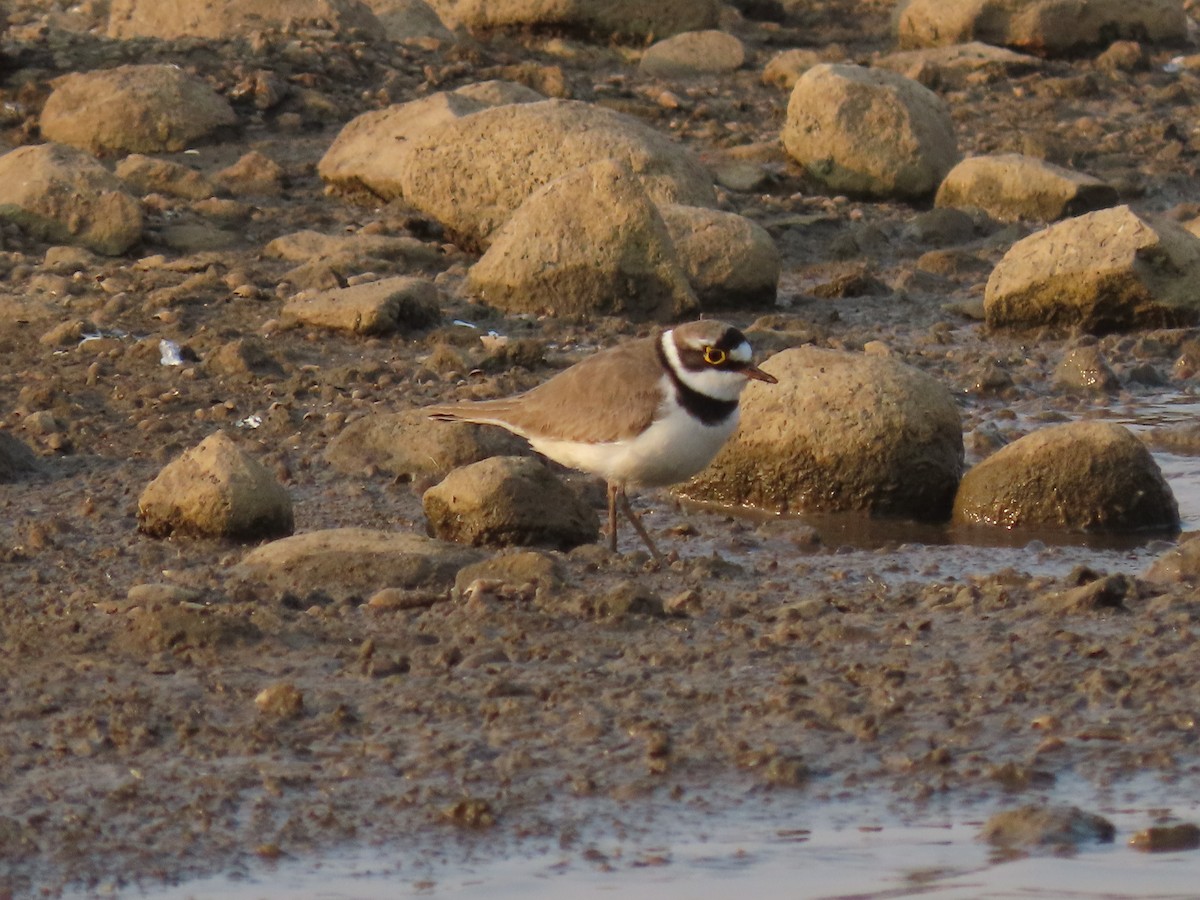 Little Ringed Plover - ML632551615