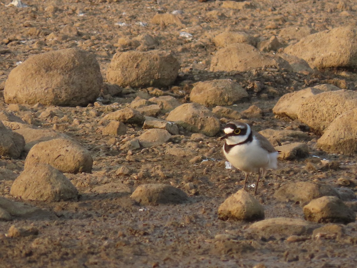 Little Ringed Plover - ML632551617
