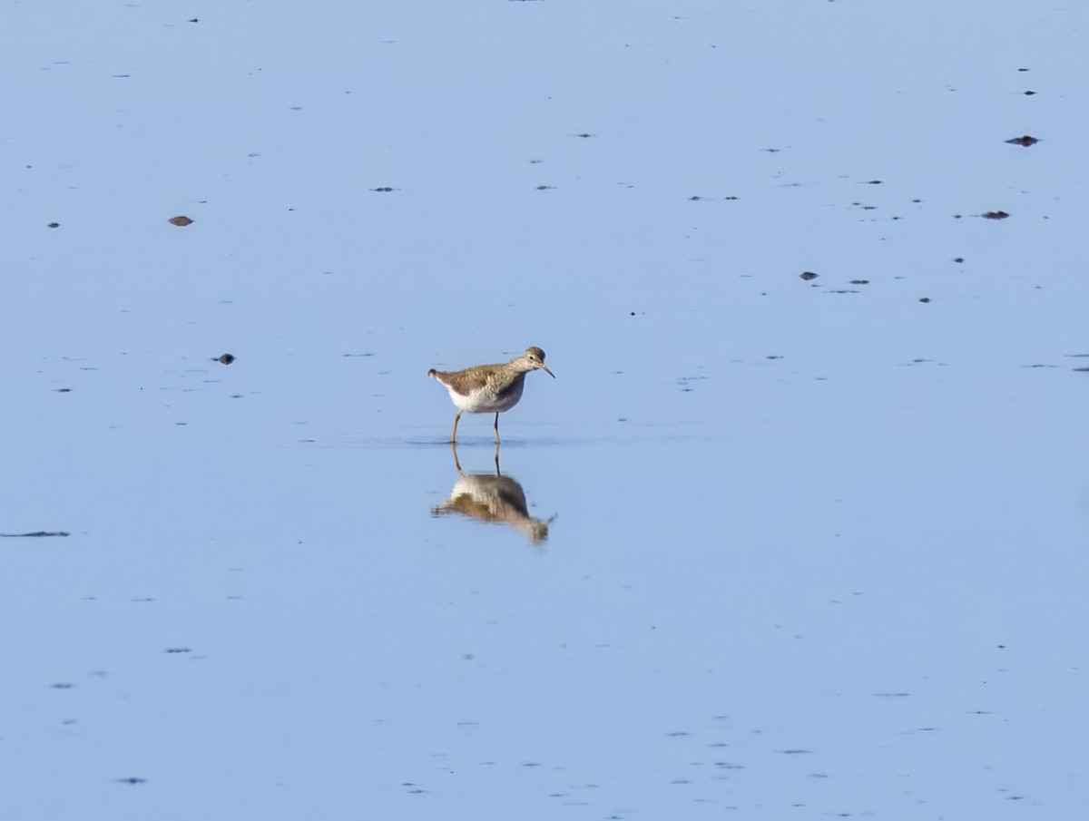 Solitary Sandpiper - ML632551675