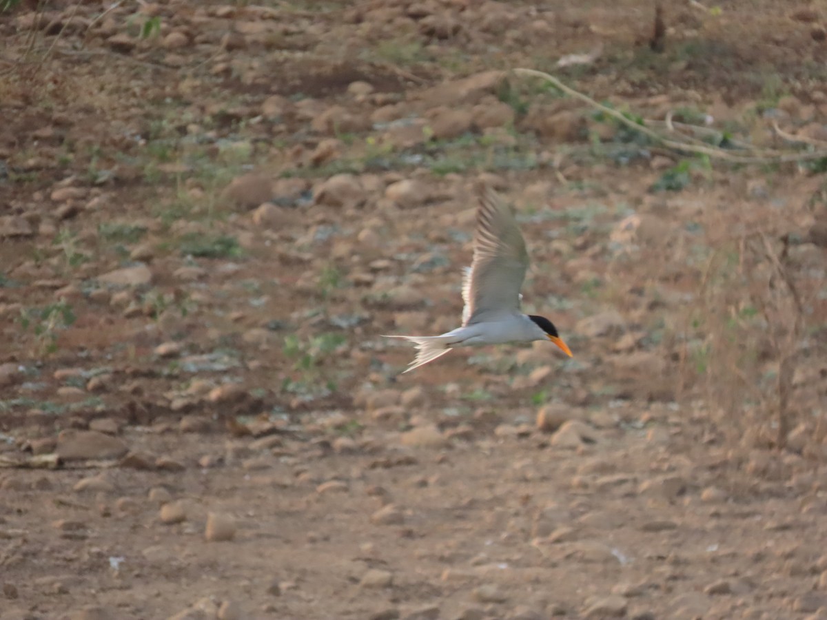 River Tern - ML632551741