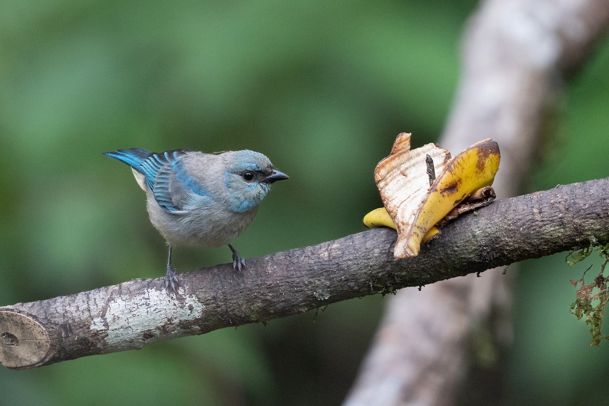 Blue Dacnis - ML632551754