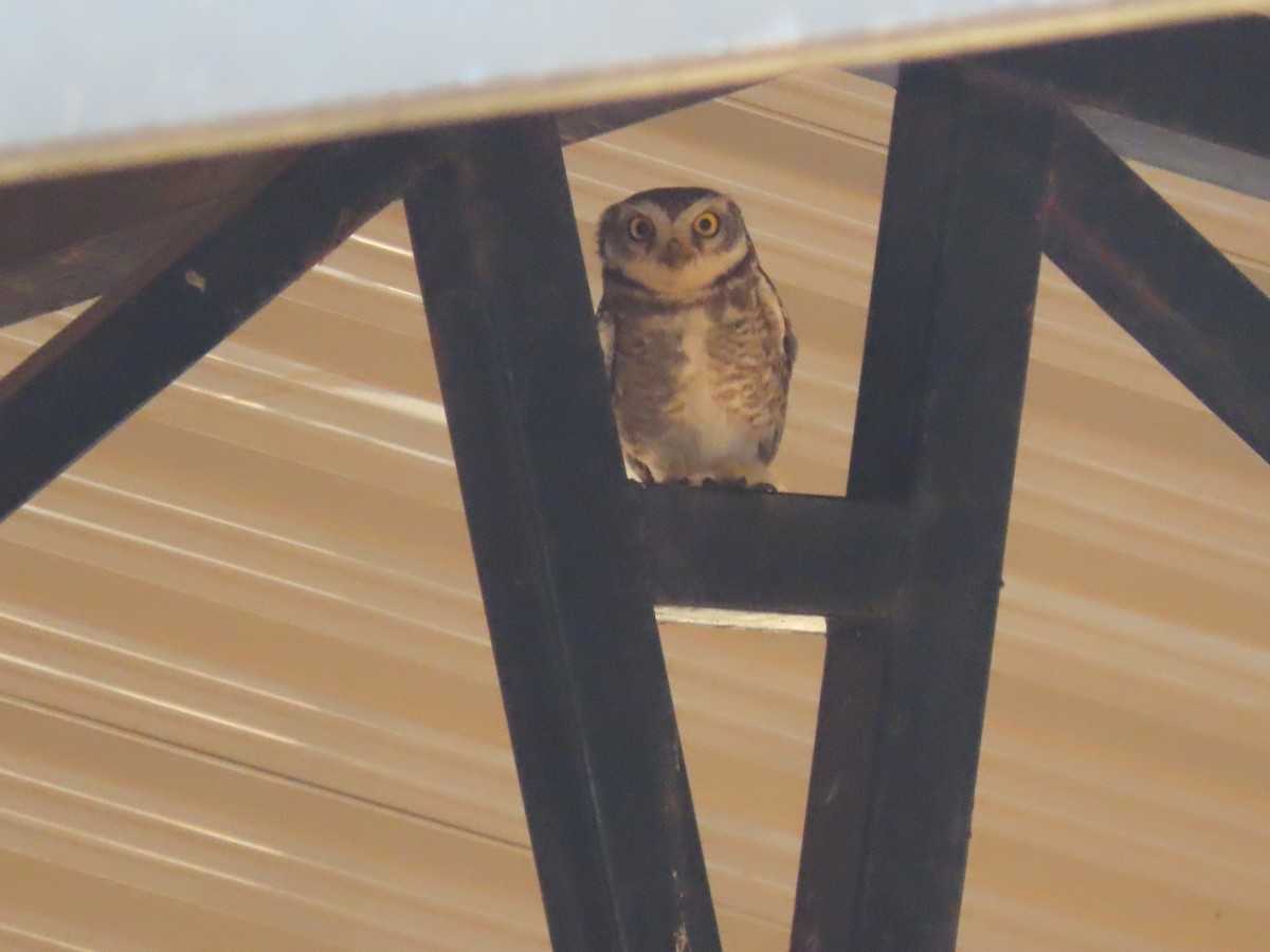 Spotted Owlet - ML632551758