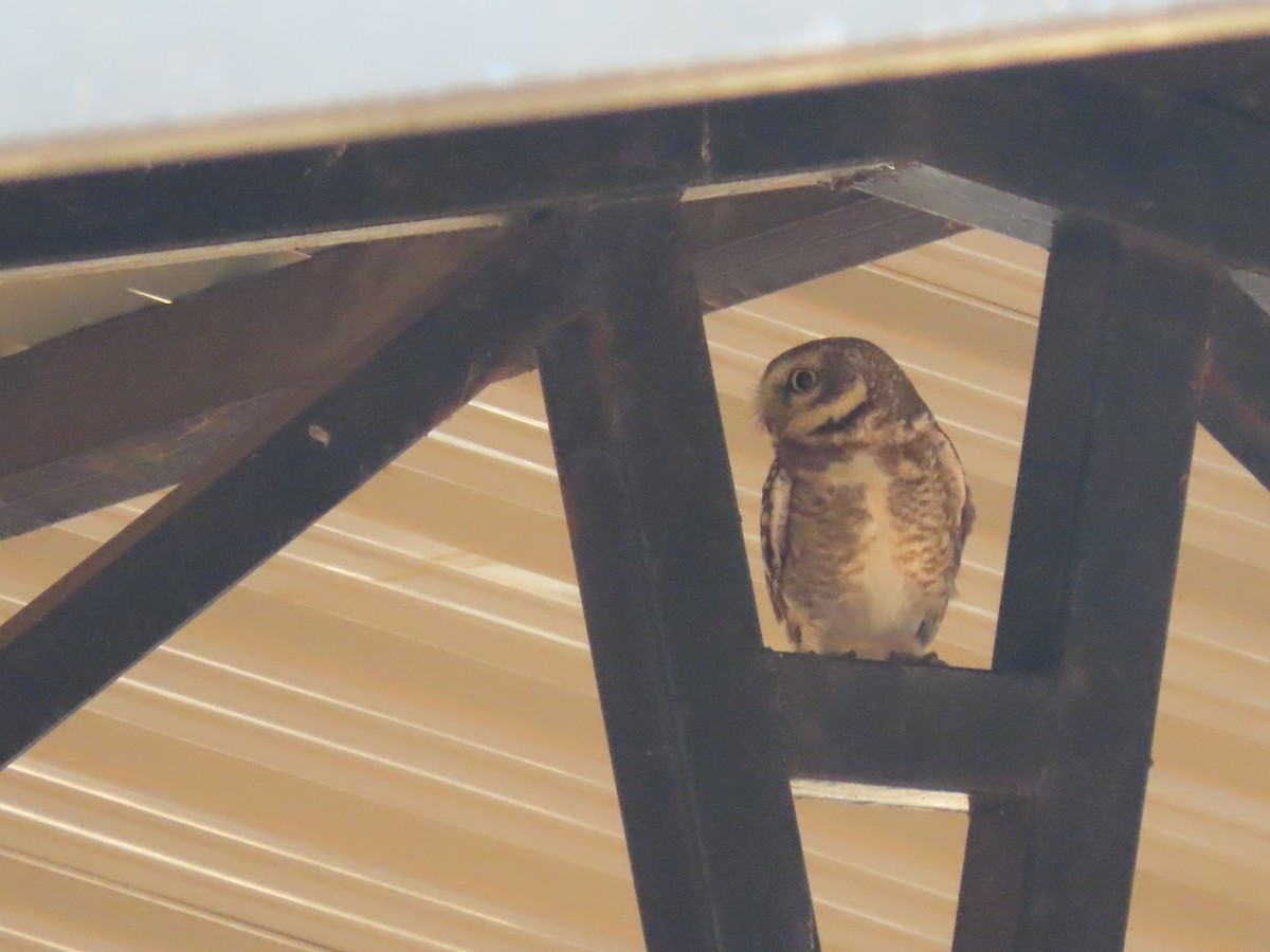 Spotted Owlet - ML632551761