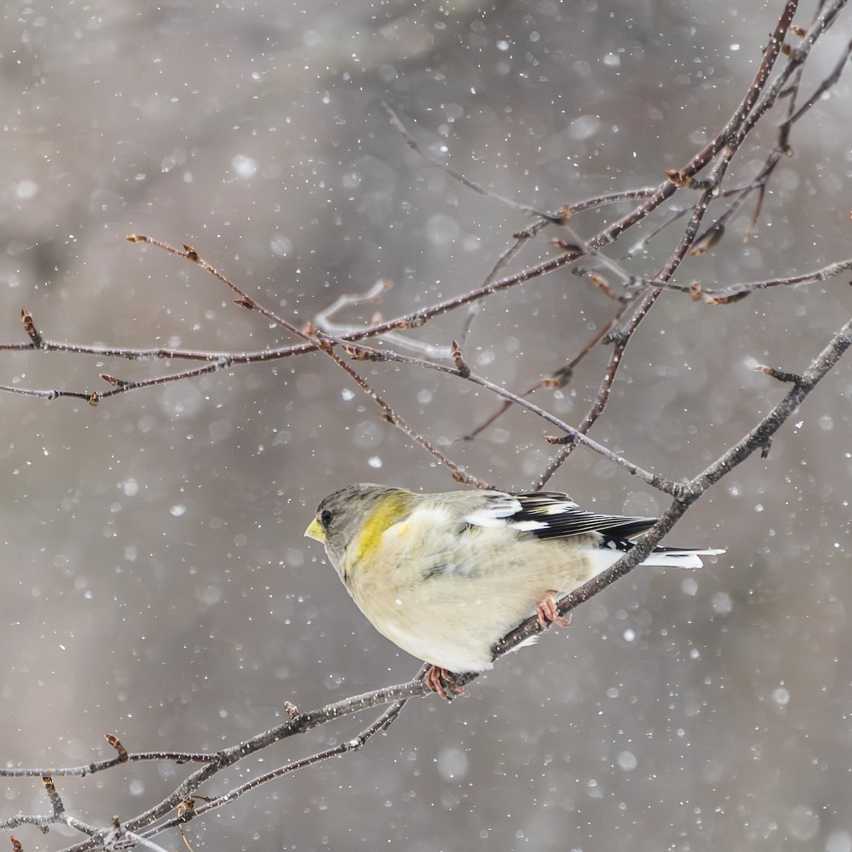 Evening Grosbeak - ML632551800