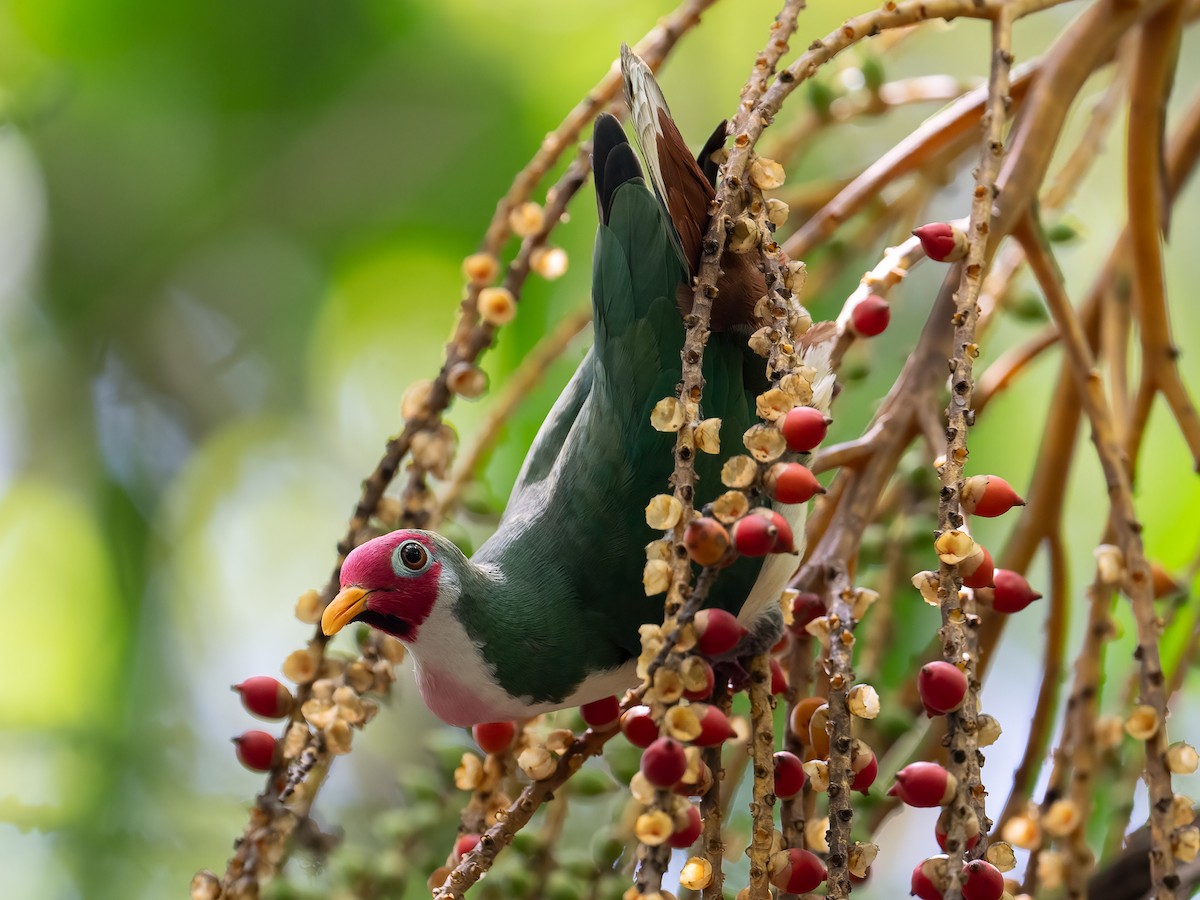 Jambu Fruit-Dove - ML632551808
