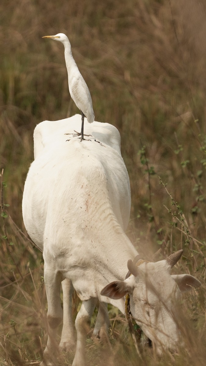 Eastern Cattle-Egret - ML632551840