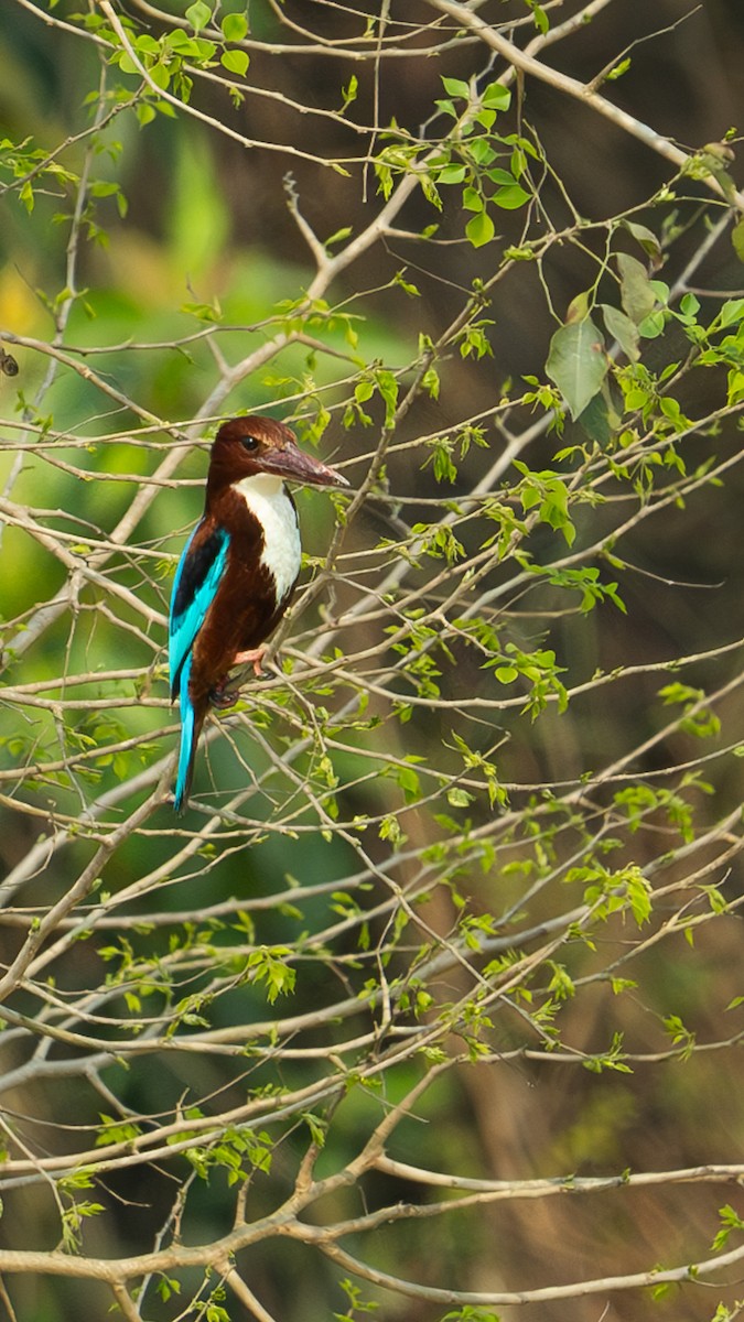 White-throated Kingfisher - ML632551882