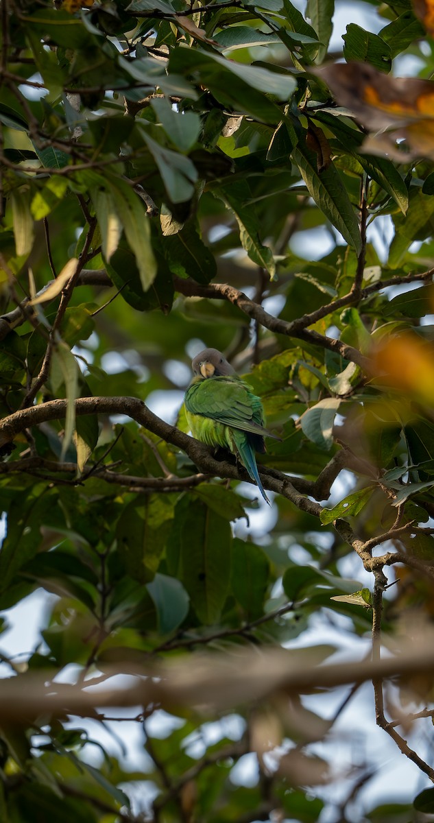 Plum-headed Parakeet - ML632551887