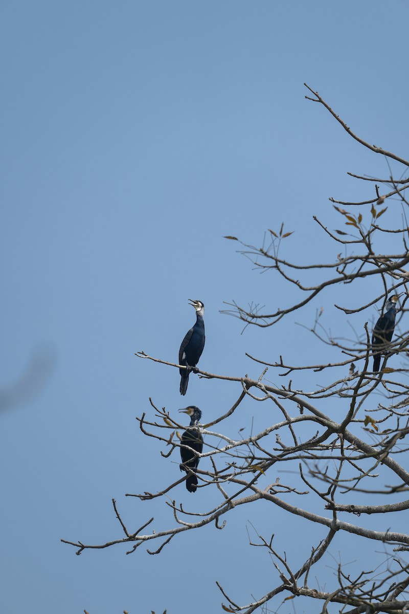 Cormorano - ML632551919