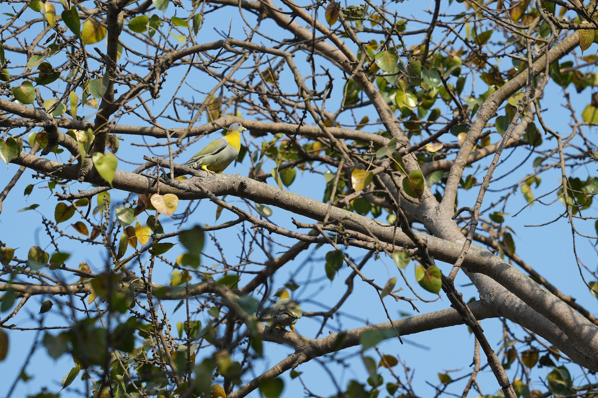 Yellow-footed Green-Pigeon - ML632551928
