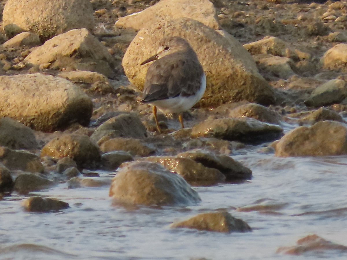 Temminck's Stint - ML632551929