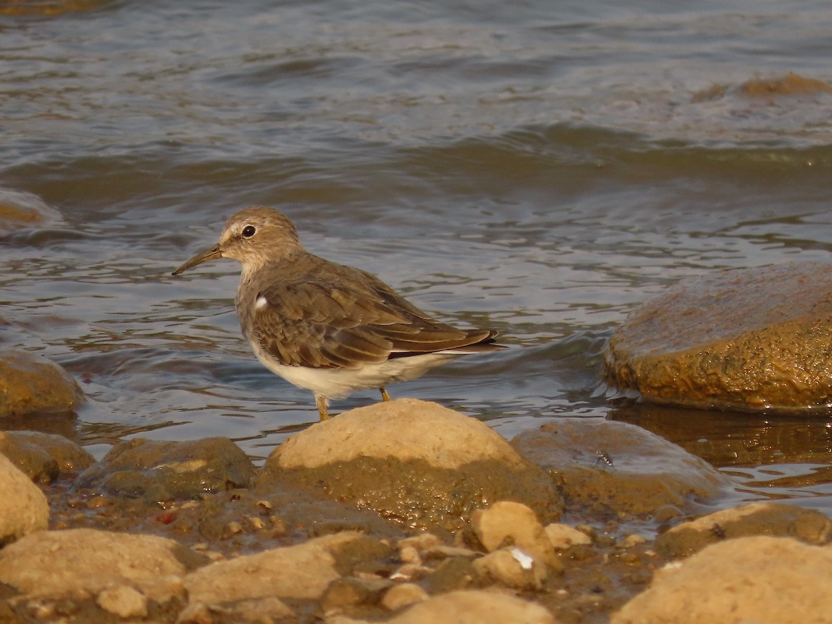 Temminck's Stint - ML632551930