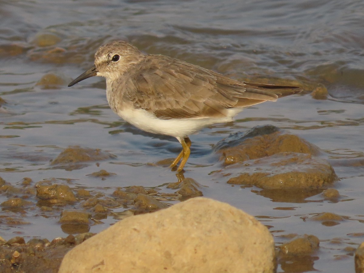 Temminck's Stint - ML632551931