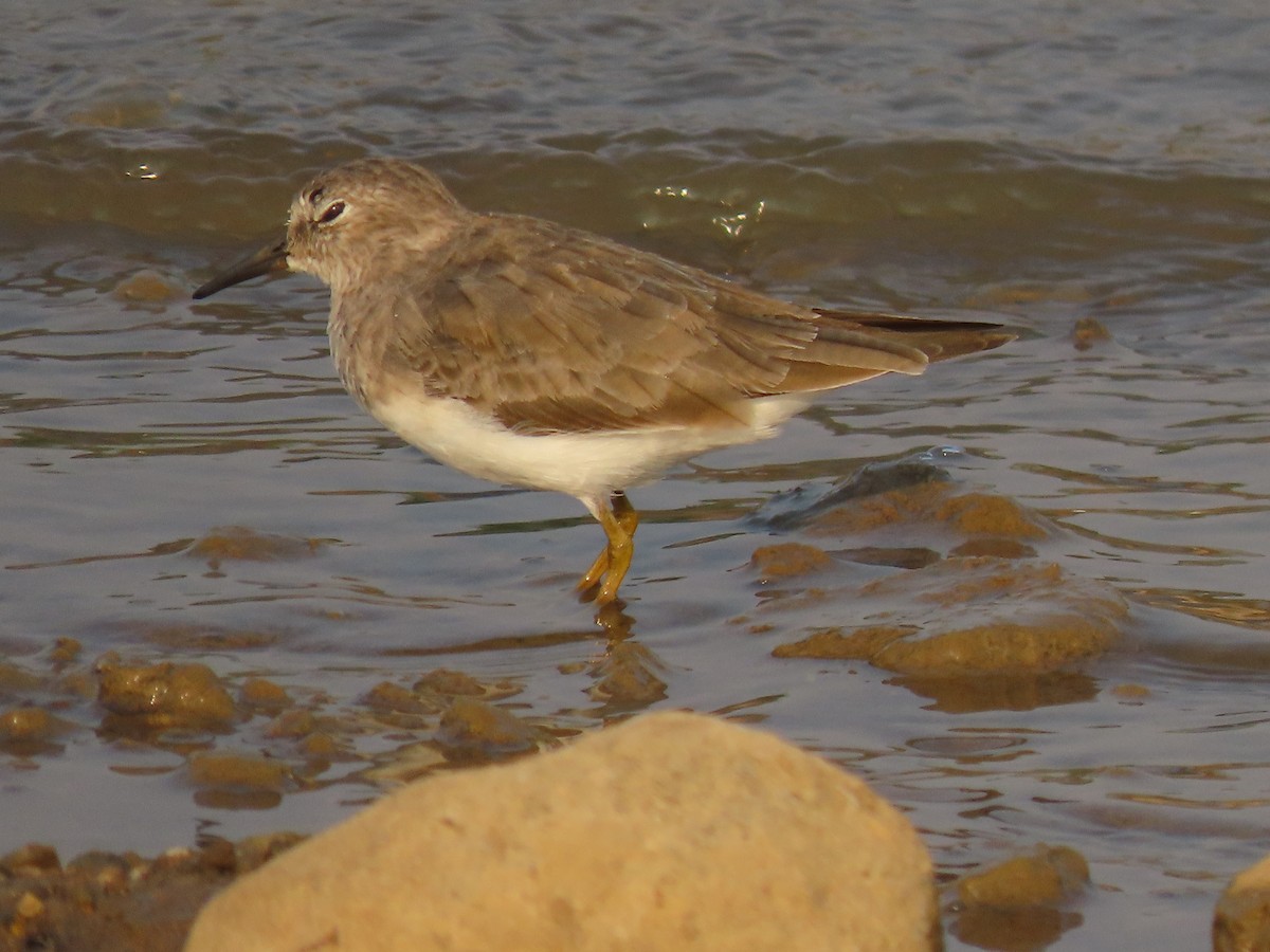 Temminck's Stint - ML632551933