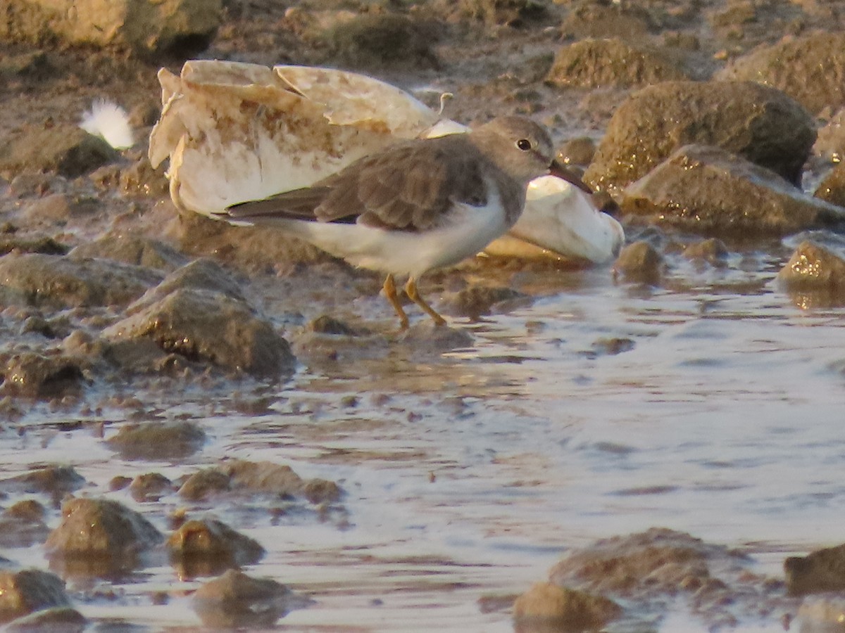 Temminck's Stint - ML632551939