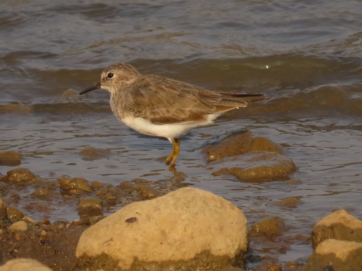 Temminck's Stint - ML632551940