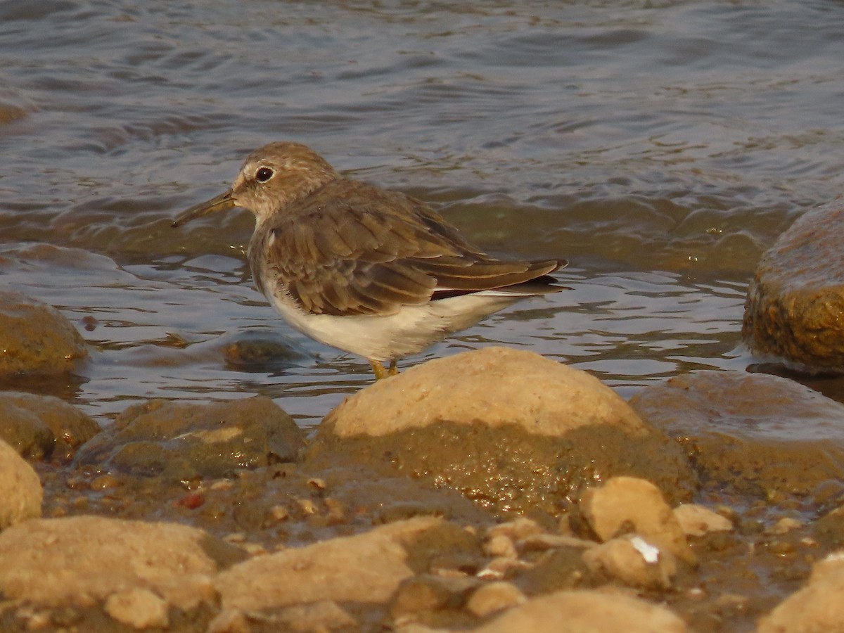 Temminck's Stint - ML632551942