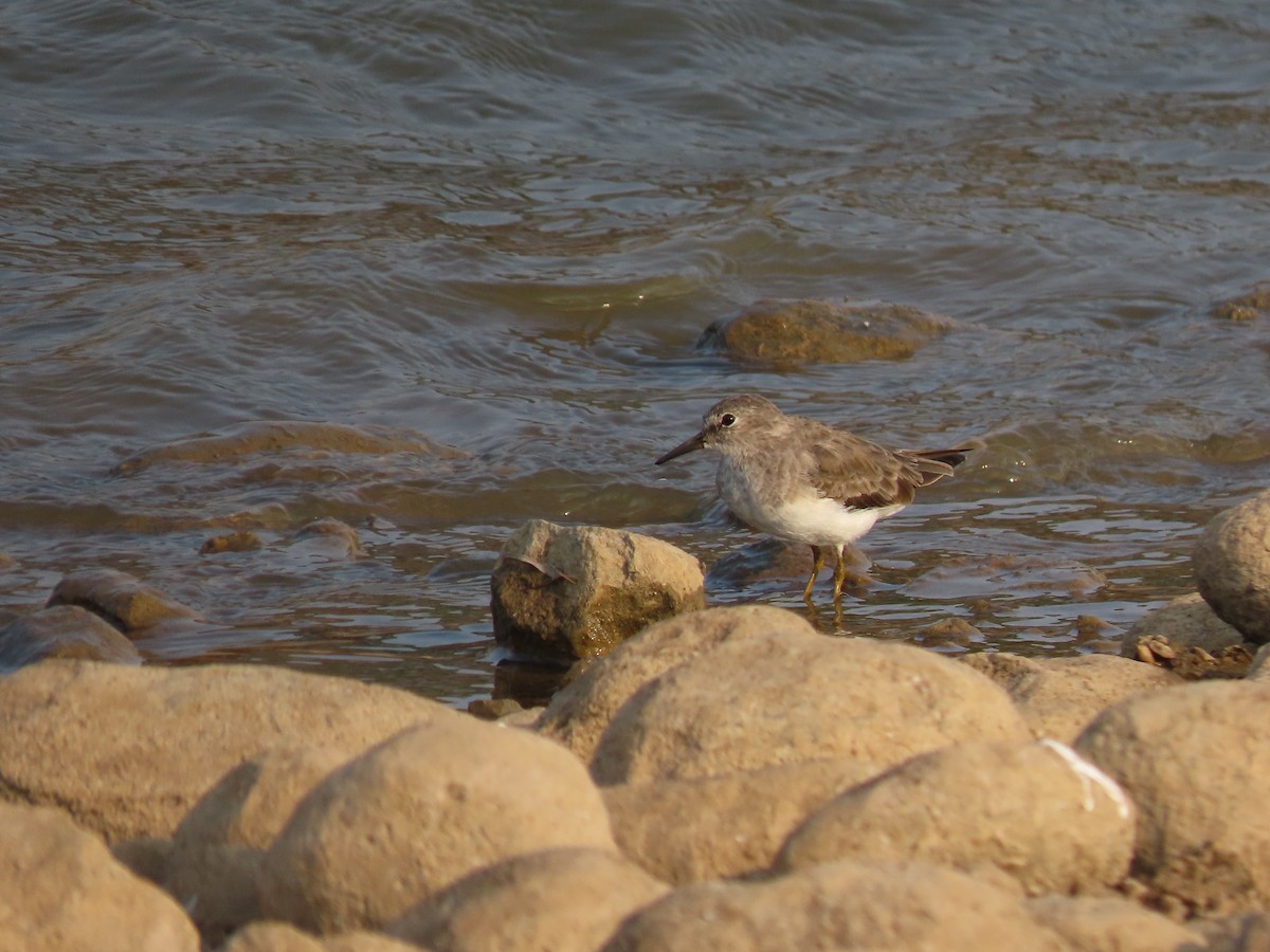 Temminck's Stint - ML632551944