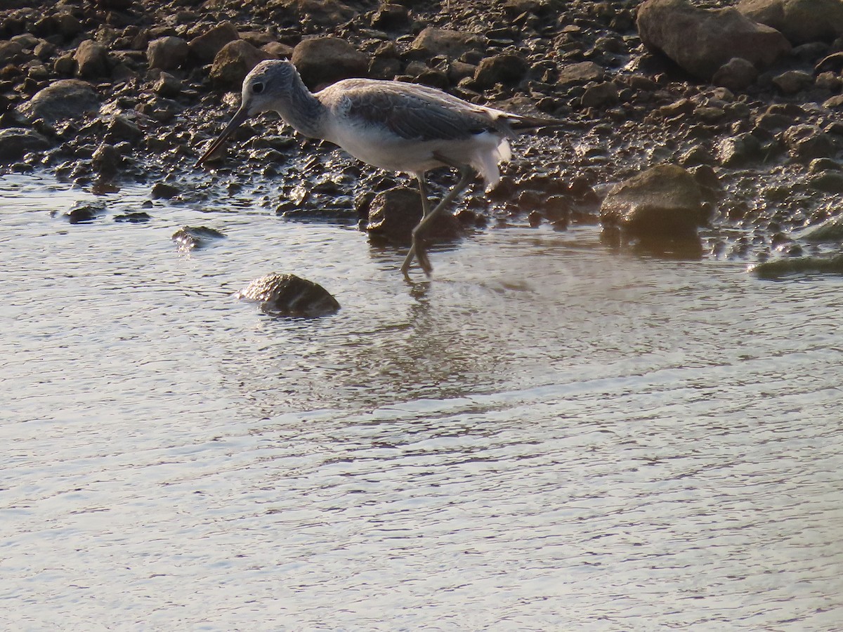 Common Greenshank - ML632551973