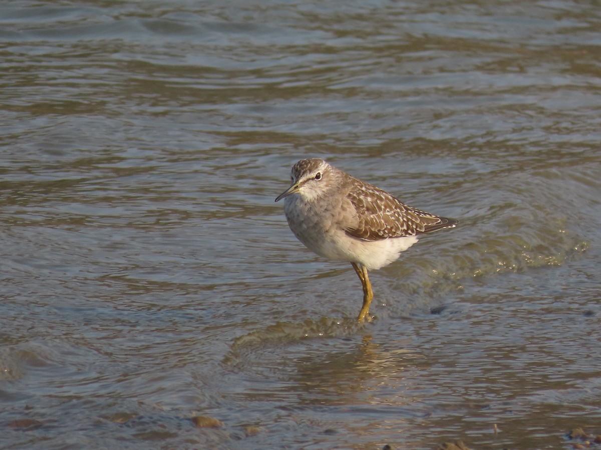 Wood Sandpiper - ML632551984