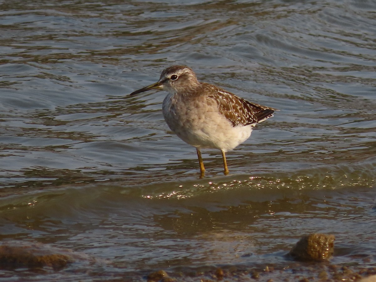 Wood Sandpiper - ML632551994