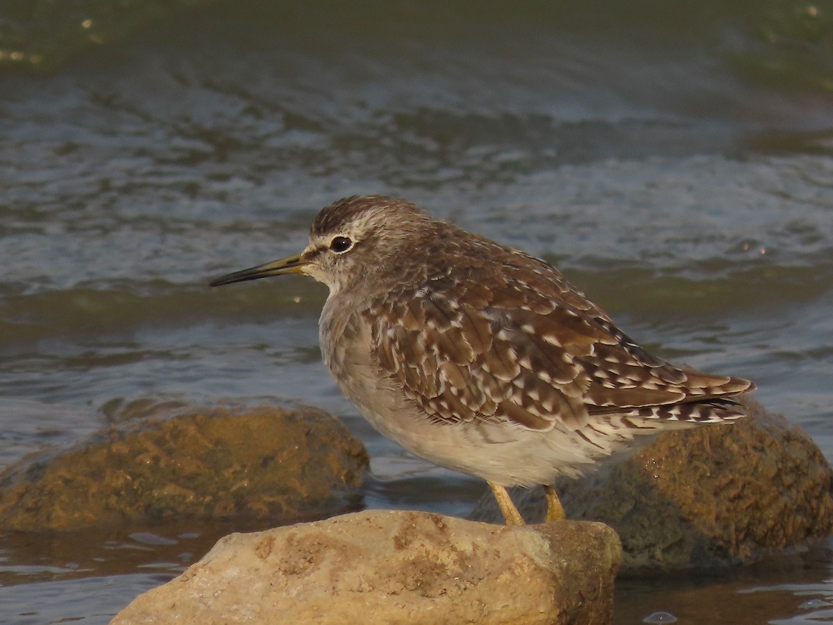 Wood Sandpiper - ML632551995