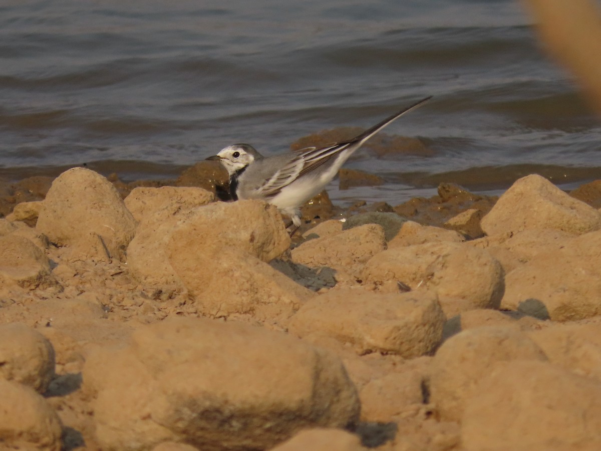 White Wagtail - ML632552009