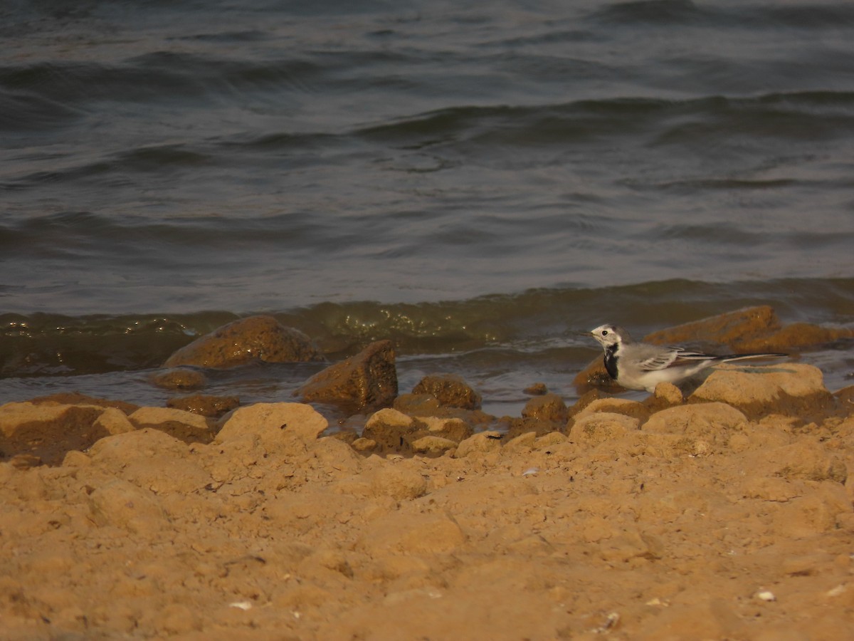 White Wagtail - ML632552010