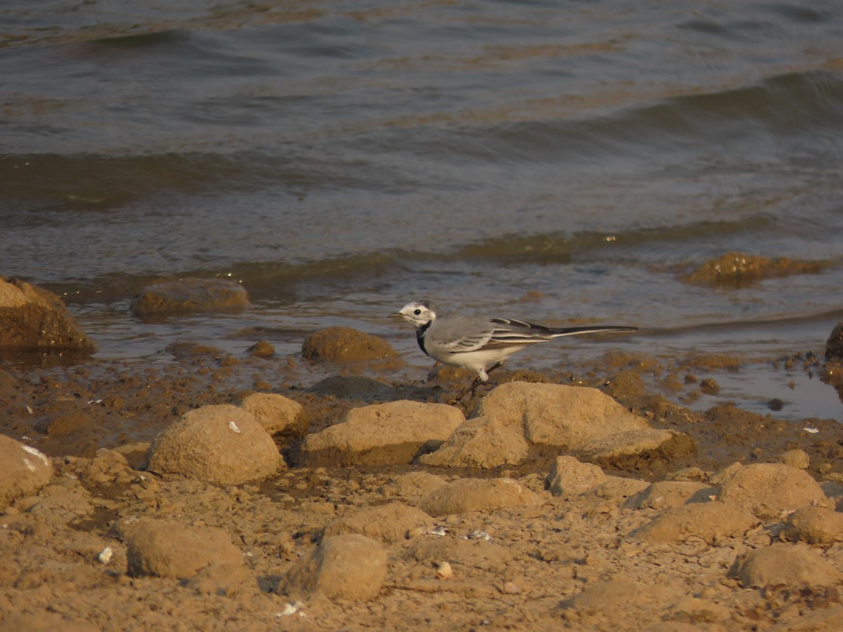 White Wagtail - ML632552011